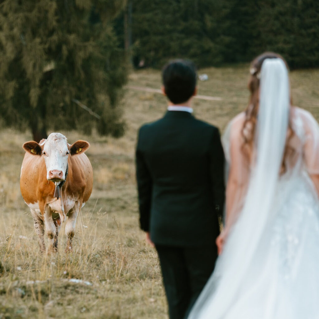 A bride and groom watch a cow grazing during their mountain wedding in the Dolomites.